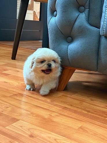 golden retriver it: Pekines, 2 ay, Erkək, Ünvandan götürmə — 4