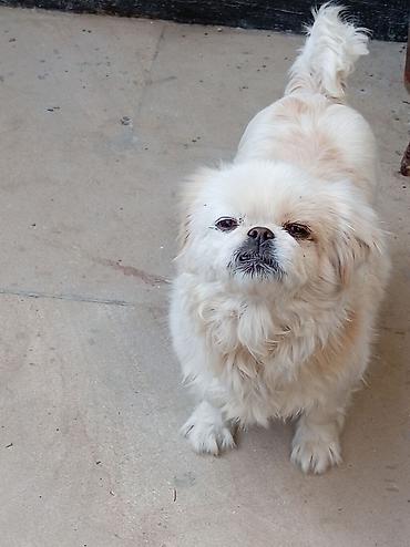 İtlər: Pekines — 7