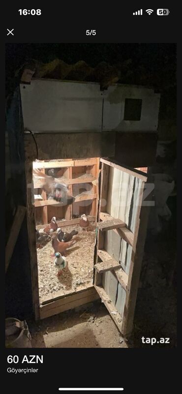 cins ineklerin satisi: Quşxana qarişiq satilir