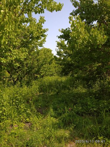 Torpaq sahələrinin satışı: 241 sot, Kənd təsərrüfatı, Mülkiyyətçi, Kupça (Çıxarış), Texniki pasport — 13