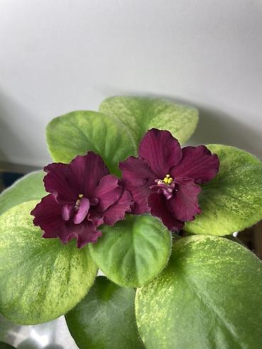 Фиалки и глоксинии: Продам! 1 Детки стандартных сортовых фиалочек. Цена за детку от 80 — 1