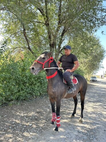 Лошади, кони: Продаю | Жеребец | Рабочий — 6