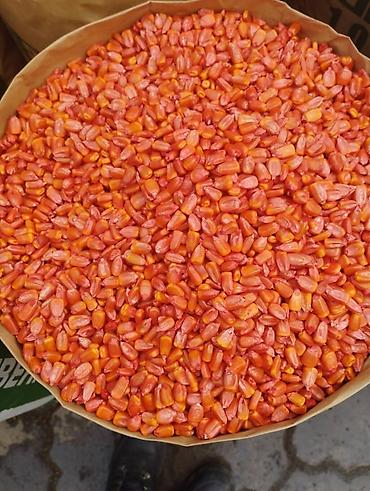 Кукуруза: ЭЛИТА жугору урондор местный Ала Тоо, Манас, Чуй 62 ж.б. гибрид жугору — 12