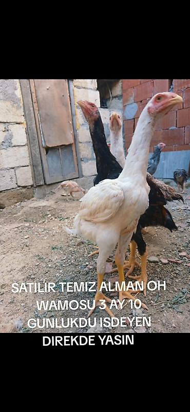 heyvan alqi satqisi: Toyuq, Damazlıq — 1