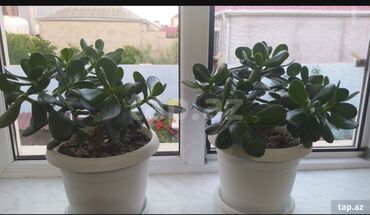 ezvay bitkisi: Другие комнатные растения