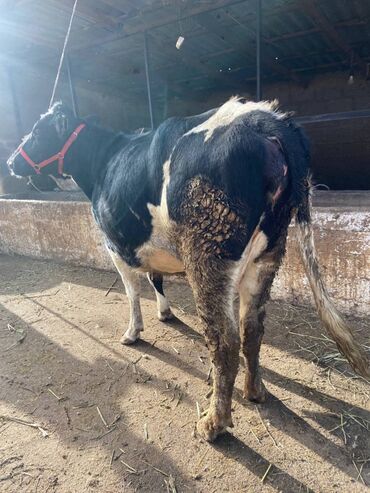 Коровы, быки: Продаю | Корова (самка) | Голштин | Для молока | Стельные — 6