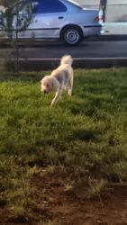 питомники собак в баку: Пудель, 8 лет, Самец, Для вязки