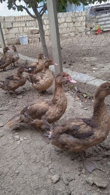 ördək balası və cücə: Erkək, | Lal ördək, Damazlıq, Ünvandan götürmə