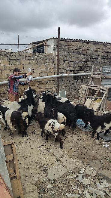 keçi balası: Dişi, il: 4, 30 kq, Damazlıq, Ünvandan götürmə — 1