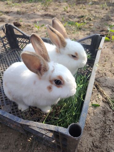 Dovşanlar: Ağ tüklü, qəhvəyi ləkəli dovşan - Yumşaq, sıx örtüklü ağ yun — 5