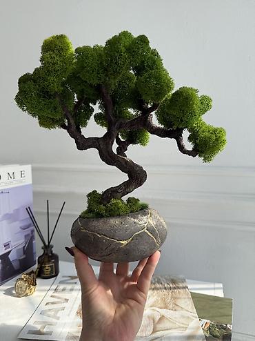 Декоративные цветы: Мини-дерево Бонсай из живого стабилизированного мха 🌿 ✅Цены указаны — 28