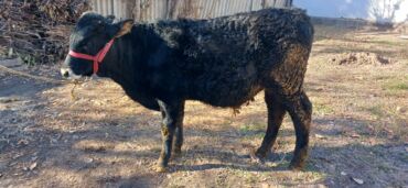 теленки или телята купить: Сатам | Бука (эркек) | Бордоп семиртүү үчүн | Байланган