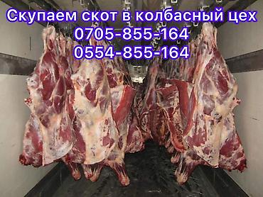 арашан ко: Жеке жак, Колбаса цехи : Уйлар, букалар, Жылкылар, аттар, | Күнү-түнү, Бардык шартта, Союлган — 1