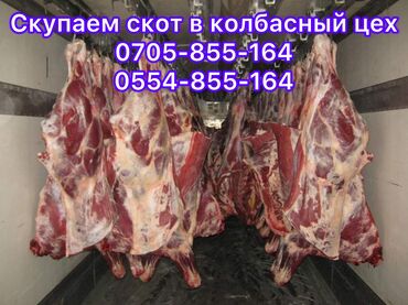 лошадь лошадь: Куплю | Коровы, быки, Лошади, кони | На забой, на мясо