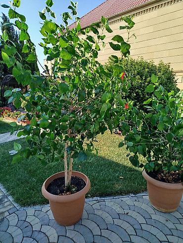 orxideya gulunun qiyməti: Saxsıda hibiskus (Çin gülü) dekorativ bitkisi. Bitki iri ölçülüdür və — 6