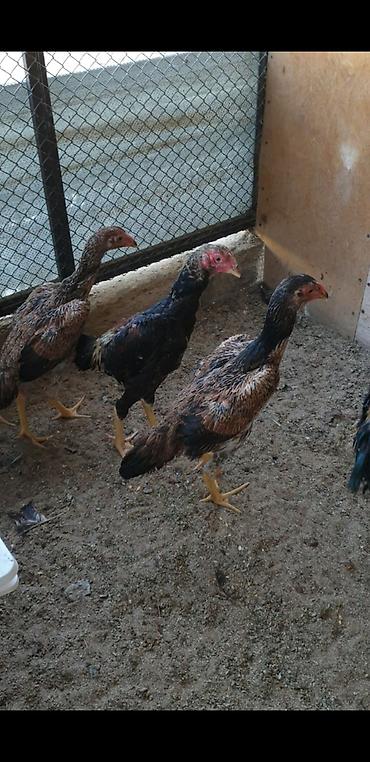 beçə: Təmiz alman qanı sarıbel Osaka şamo 3 aylıq beçələr, fərələr. Bir — 2