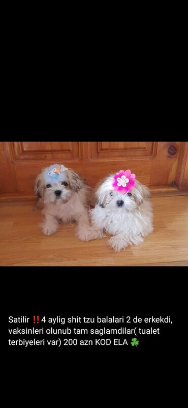 İtlər: 3 ay, Dişi, Peyvəndli — 22