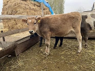 купить корм для собак 20 кг: Продаю | Бык (самец) | На откорм — 7