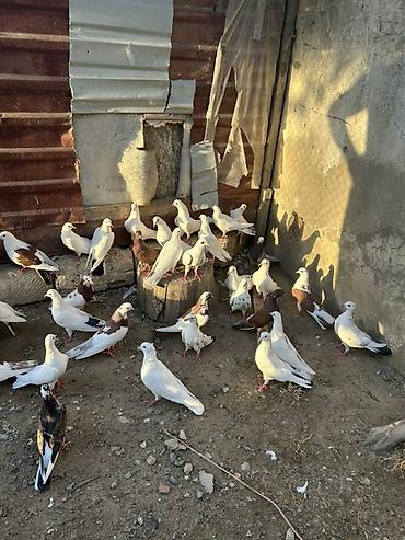 goyercin hini: Salam hamsi 4 cut quwdan toremedi tergzlr 32 dene heyvandi tek satlmr — 10