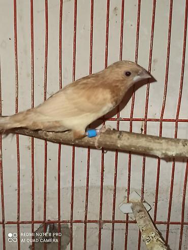 benqal pisiyi: Hazir bala vermiw cut amadinler bawi kekili ve benqal cutlerde var — 5