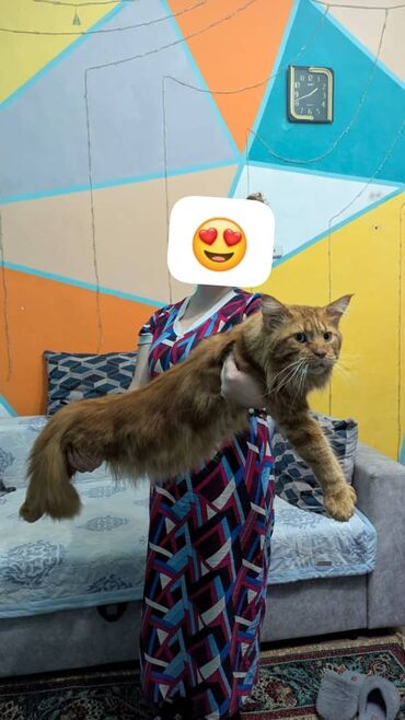 продаю кролики: Породистые котята мейн-кунов.🧿🧿🐈‍⬛ Дата рождения 23.08.2025 года.От