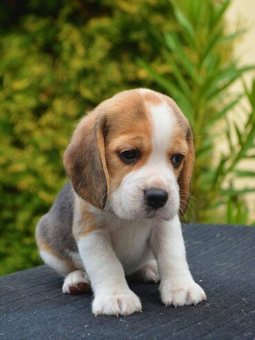 Αξιολάτρευτα κουτάβια beagle διαθέσιμα πωλούν μια όμορφη γέννα από