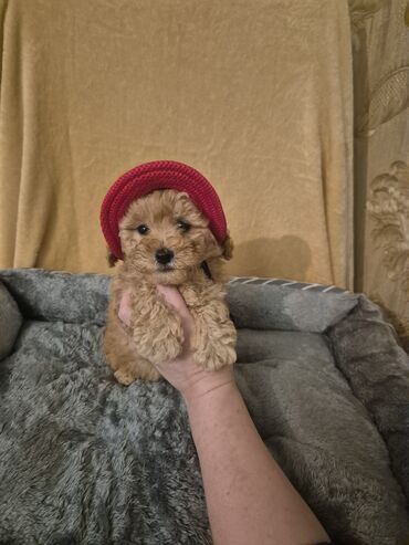 İtlər: Pudel, 2 ay, Erkek, Peyvəndli — 3