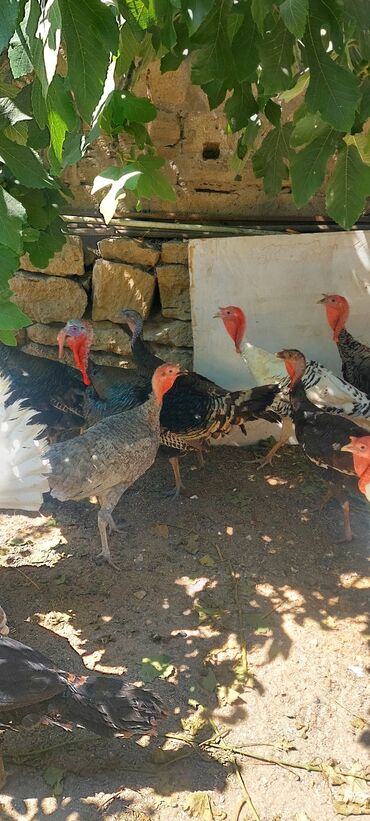 Hinduşka: Dişi, Kanada, Amerika, Ətlik, Ünvandan götürmə, Pulsuz çatdırılma — 4