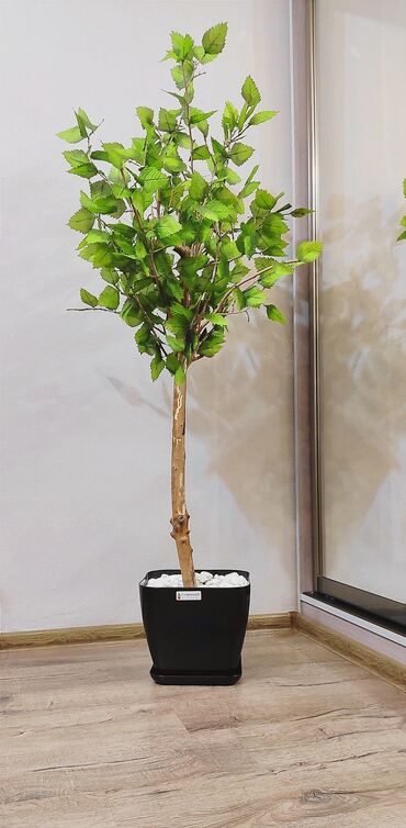 süni şam ağacları: Otaqlarınızın, ofislərinizin və restoranlarınızın dekorasiyası üçün