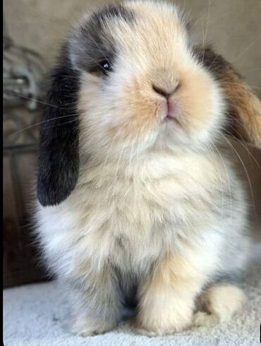Dovşanlar: 🐇 Holland Minilop – Qalib Cins Balaca Dovşanlar Satılır! 🌟 Tam saf — 6