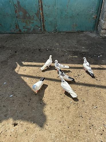 Голуби: Salam 6 dene niwanli heyvanlardi — 3