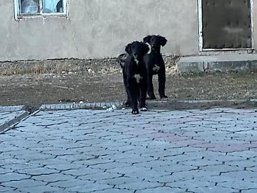 Продажа собак: Тайган, 4 месяца, Самка, С прививкой — 5