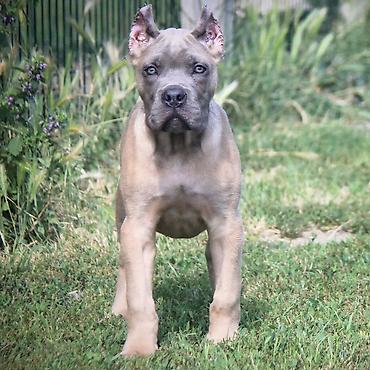 Psi: Cane Corso štenci U ponudi veoma perspektivni štenci iz različitih — 2