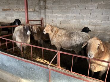 Бараны, овцы: Продаю | Овца (самка) | На забой | Матка, Ярка — 4