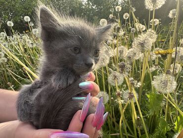 шотланские коты: Вот такой красавчик ищет любящих родителей, ему почти 2 месяца, лоток