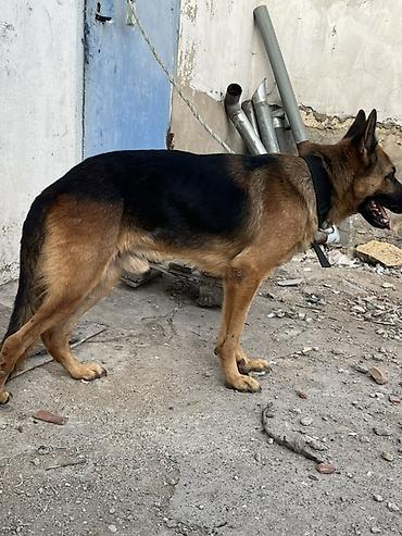 Alman çoban iti, Erkək, Peyvəndli