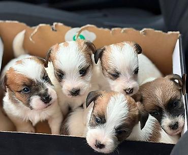 Psi: Oštrodlaki Džek Rasel terijer (Jack Russell Terrier) štenci — 12