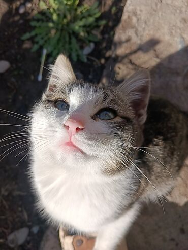 объявления о пропаже животных: Девочка