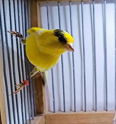Quşlar: Kanareyka Bulbul sekil oz seklidir. cavan erkedir. oxuyur — 1