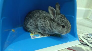 Dovşanlar: Dovsan balalari satilir — 10