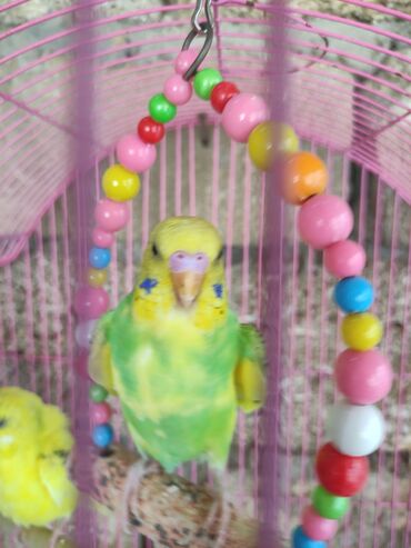 Tutuquşları: Quslar tek tek 12 Azn cutter 30 Azn alti balali cut 50 Azn — 4