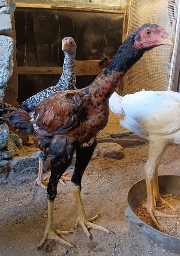Gəmiricilər: 2 dene pileymut heyratı xoruz 🐓🐓 biri 40 manata catırılma yoxdur