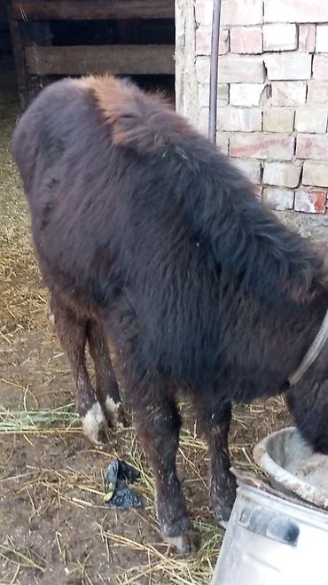 Коровы, быки: Продаю | Тёлка | На откорм | Привязанные — 3