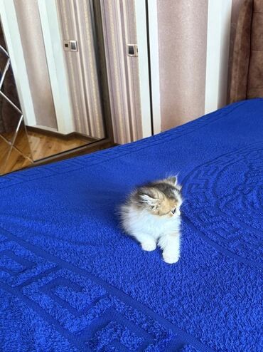 Pişiklər: Şinşilla, Erkək, Dişi, Ünvandan götürmə — 7