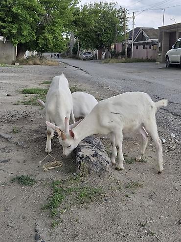 labrador satilir: Erkək, il: 3, Südlük, Ünvandan götürmə — 7