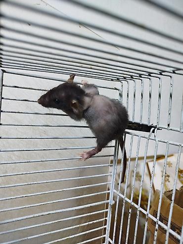 Крысы: Продам маленьких крысят Рэксов . Есть в продаже клетки поильники — 3