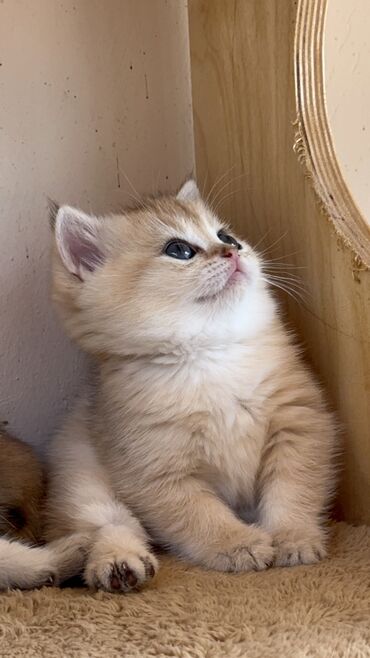 британская кошка цена в баку: Brittish Chinchila Ny12 . Девочка в красивом золотом окрасе