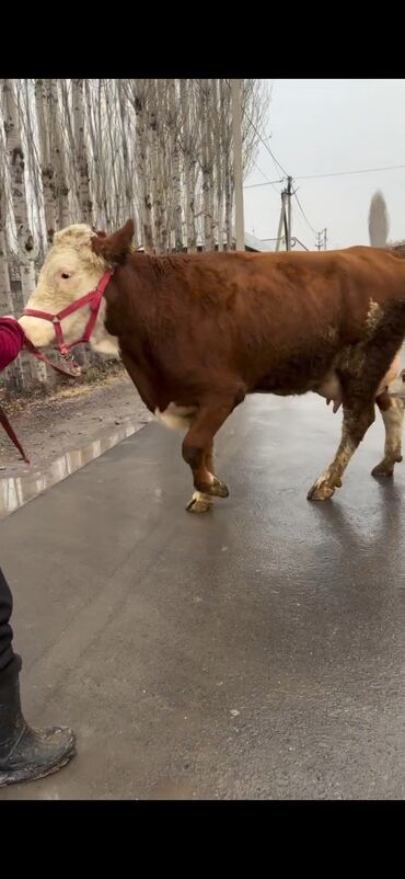 Inəklər, öküzlər: Satılır: inək bala ilə - Cins: qırmızı-ağ rəngdə, ətlik-südlük tip — 5