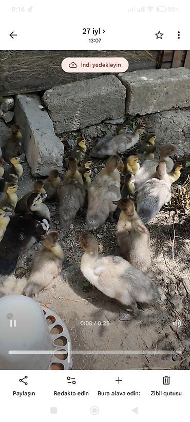 tap az goyercin satisi: SALAM MACAR LAVANDA MİRVARİ KRASNADAR CİNS LAL ÖRDƏKLƏR SATILIR QİYMƏT — 4