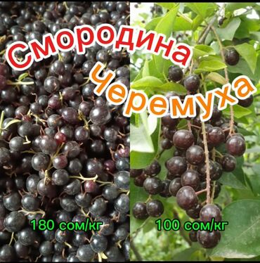 форель ош: Смородина В розницу, Самовывоз, Платная доставка